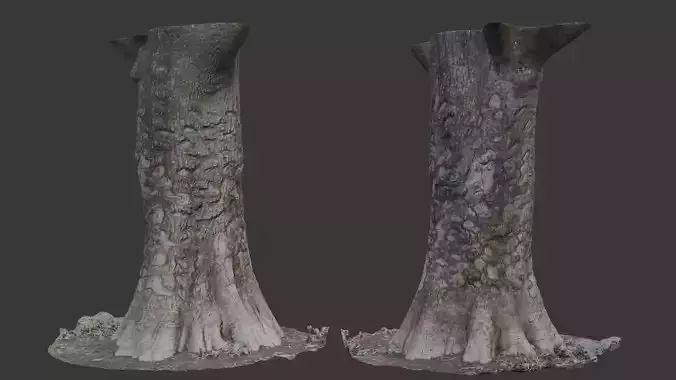 Large Cut Tree Trunk  3D Scanned Model