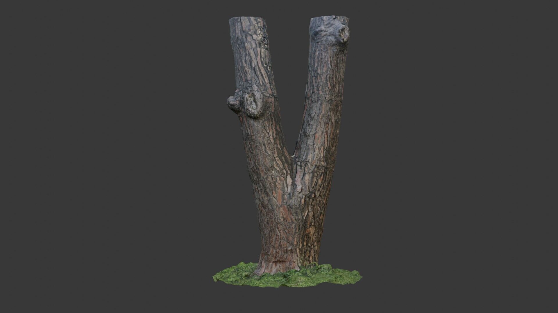 Split Tree Trunk  3D Scanned Model Low-poly 3D model_1