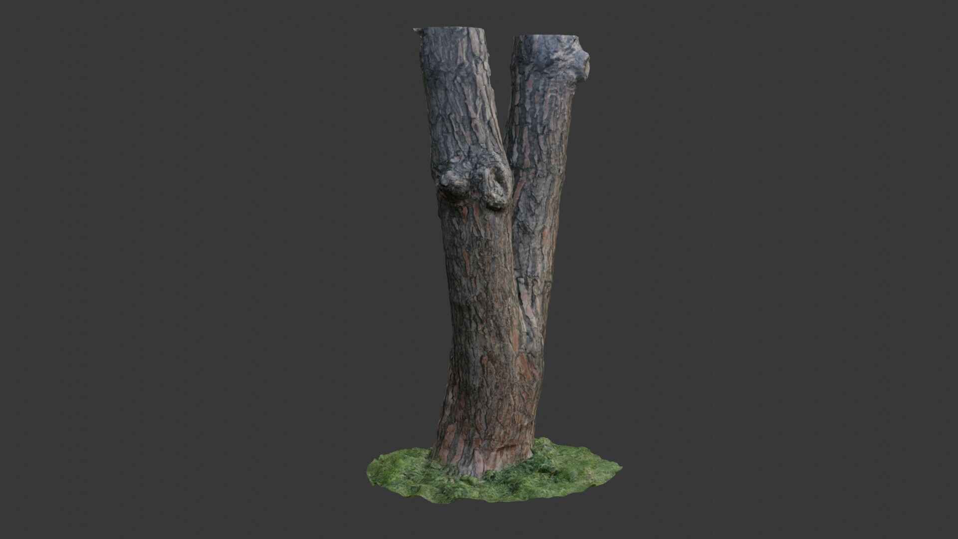 Split Tree Trunk  3D Scanned Model Low-poly 3D model_4