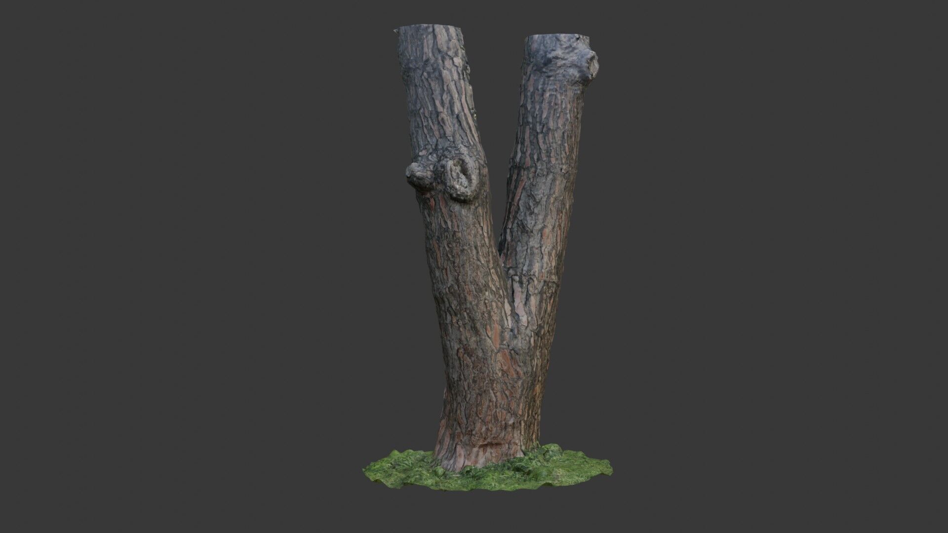 Split Tree Trunk  3D Scanned Model Low-poly 3D model_3