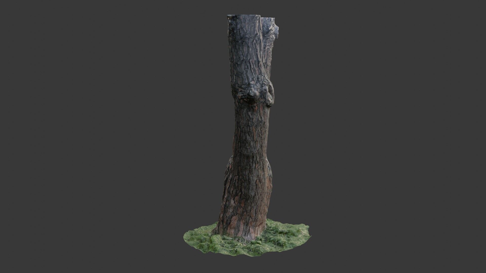 Split Tree Trunk  3D Scanned Model Low-poly 3D model_5