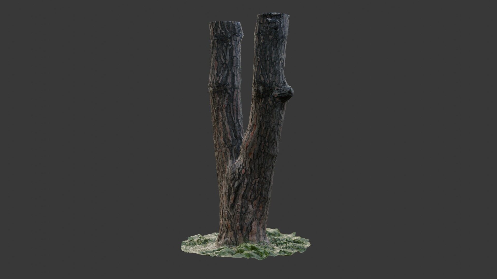 Split Tree Trunk  3D Scanned Model Low-poly 3D model_6