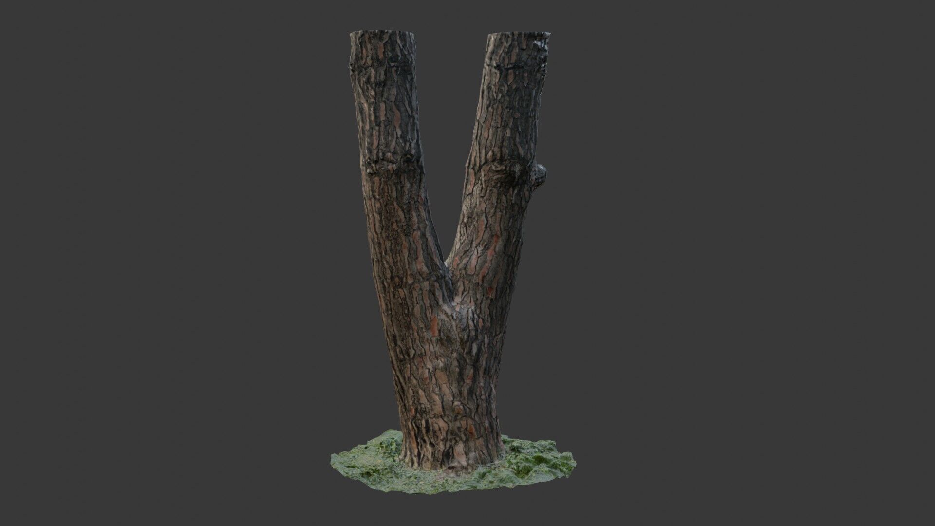 Split Tree Trunk  3D Scanned Model Low-poly 3D model_7