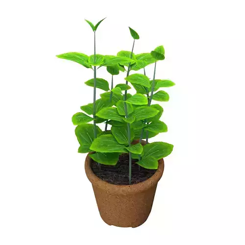Mint Leave pot