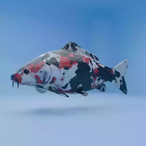 Carp Koi Fish Low-poly 3D model