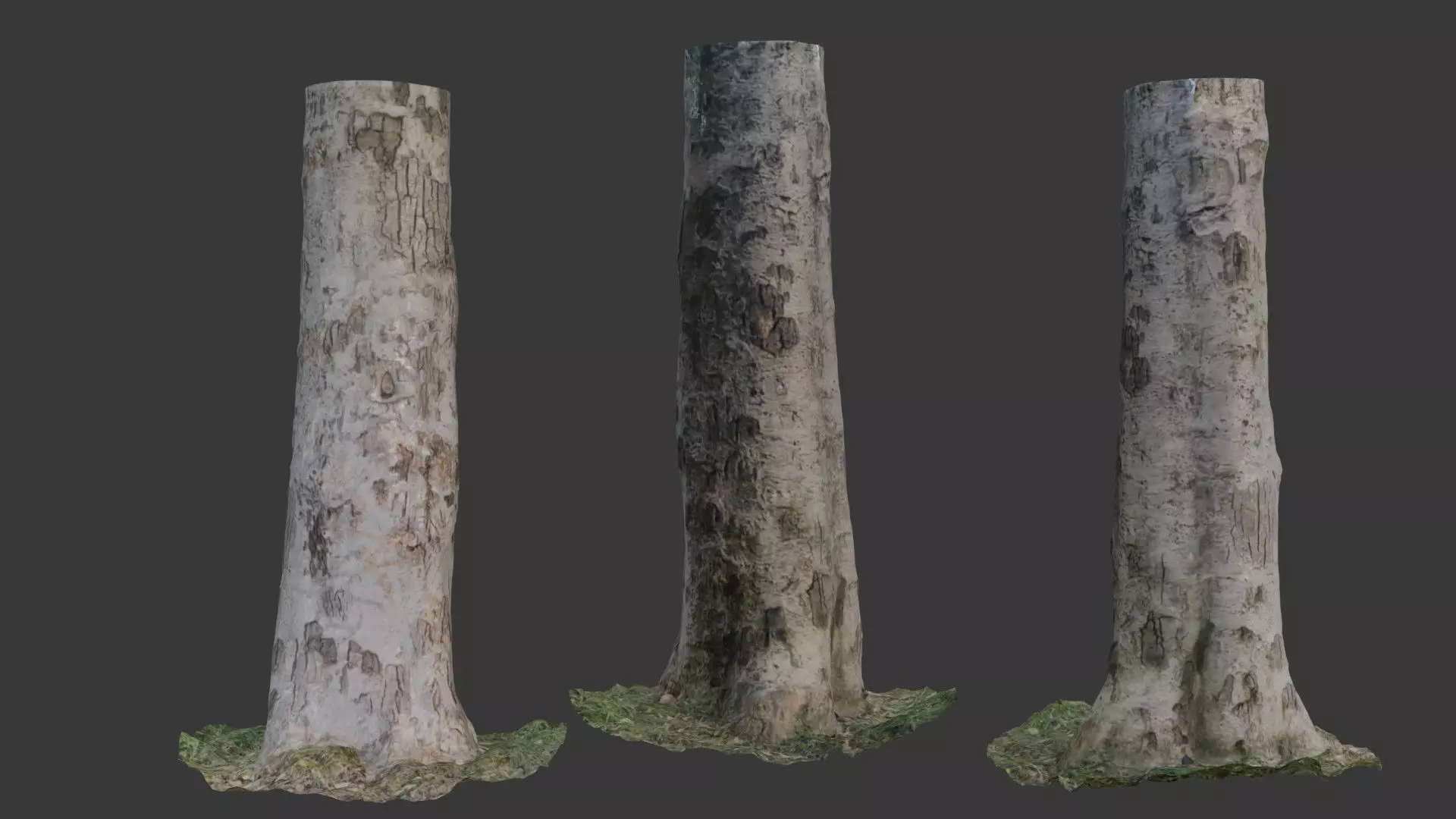 Birch Tree Trunk  3D Scanned Model Low-poly 3D model_0