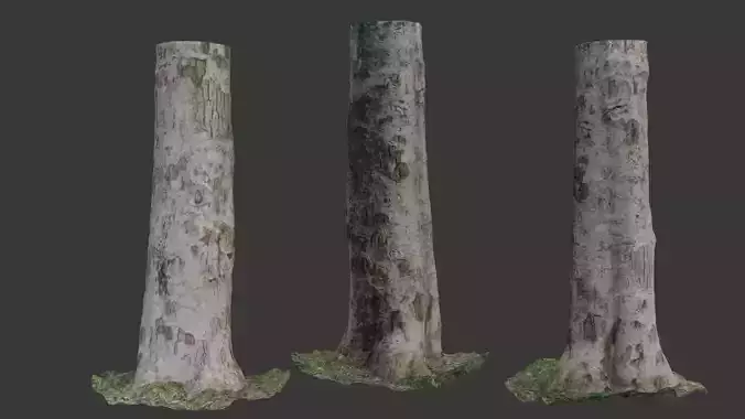 Birch Tree Trunk  3D Scanned Model Low-poly 3D model