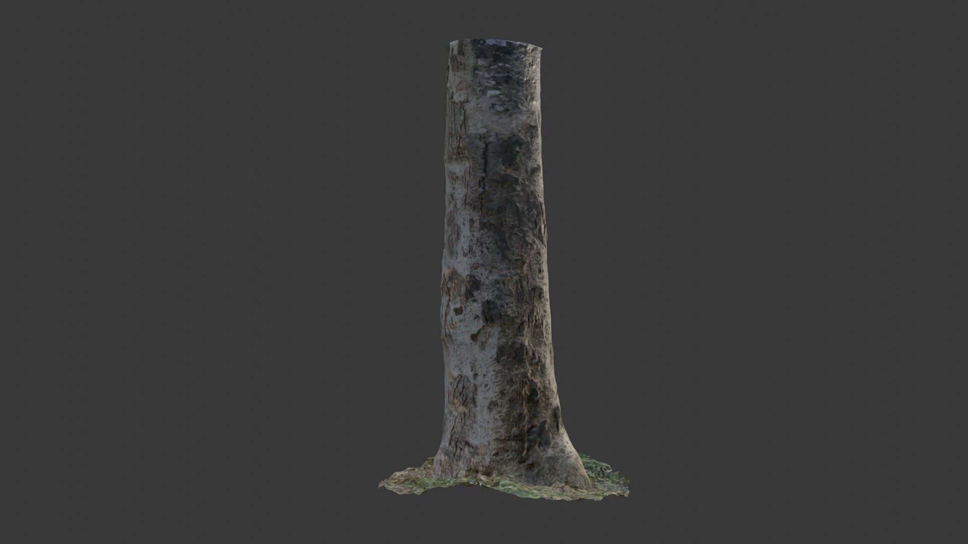 Birch Tree Trunk  3D Scanned Model Low-poly 3D model_4