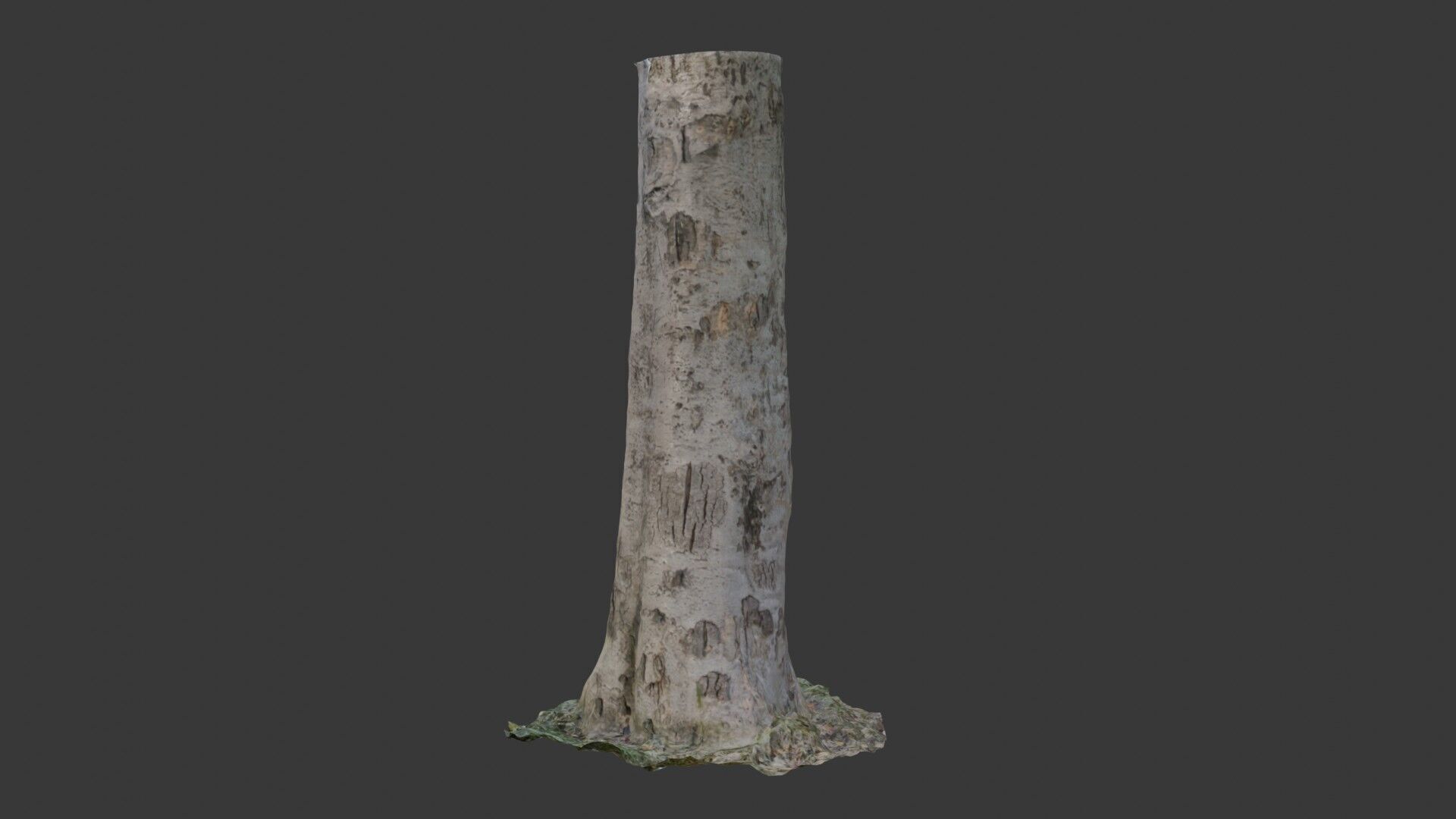 Birch Tree Trunk  3D Scanned Model Low-poly 3D model_7