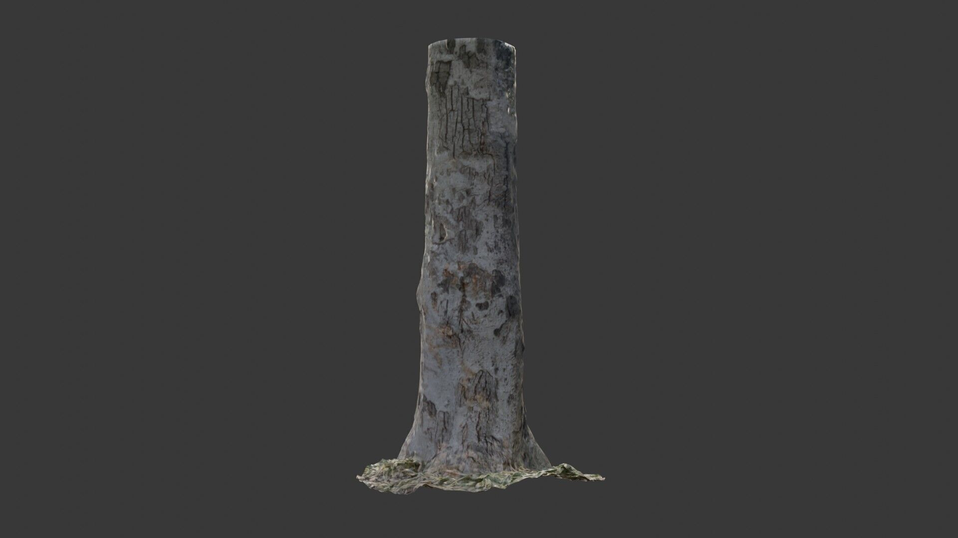 Birch Tree Trunk  3D Scanned Model Low-poly 3D model_5