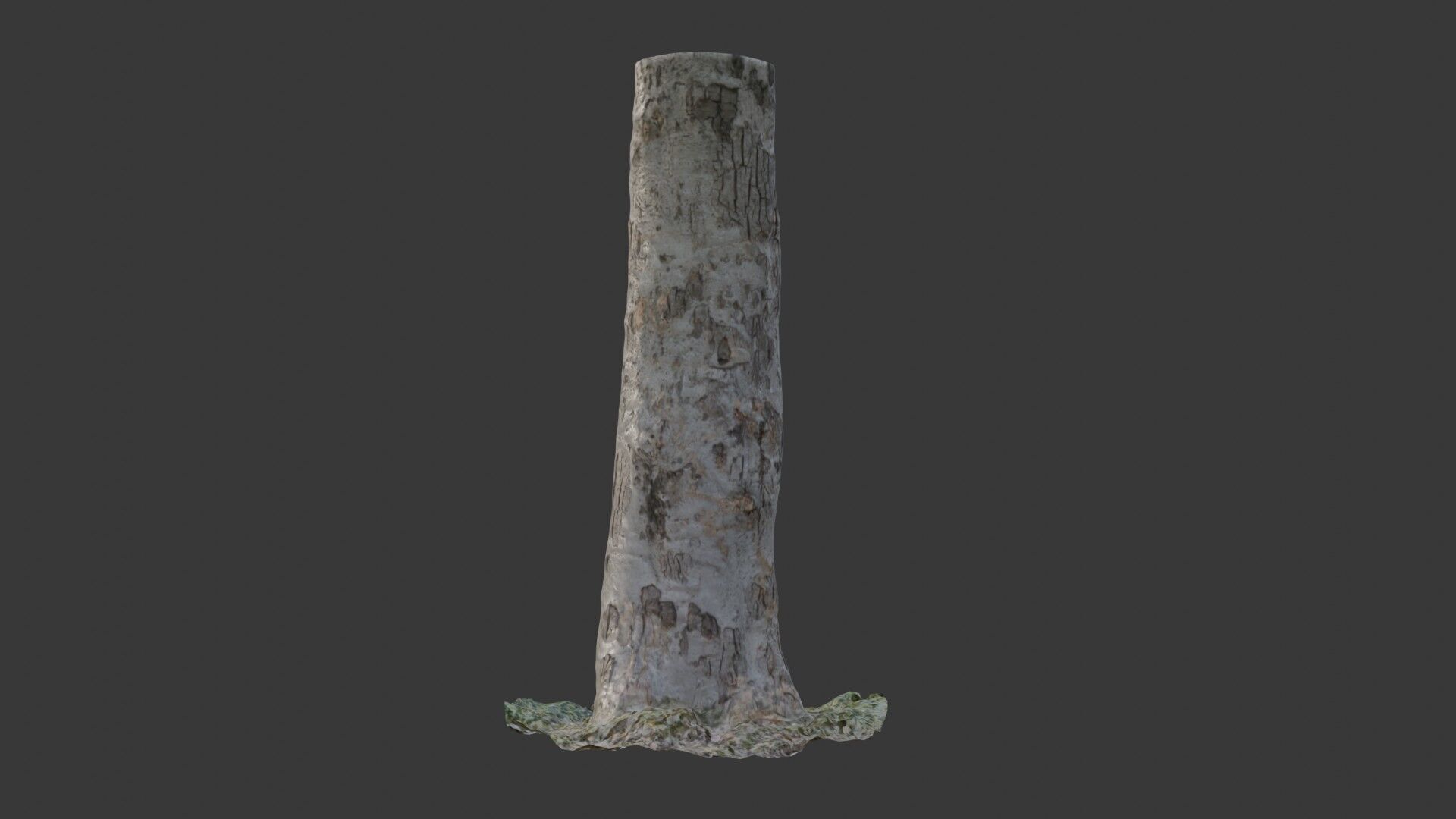 Birch Tree Trunk  3D Scanned Model Low-poly 3D model_6