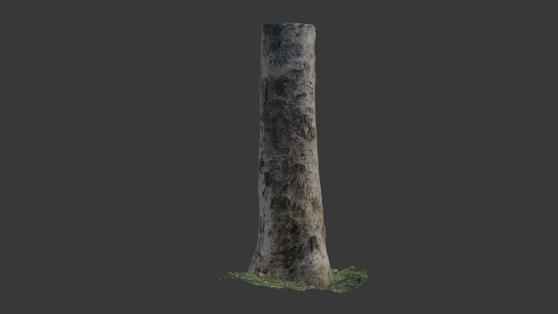 Birch Tree Trunk  3D Scanned Model Low-poly 3D model_3
