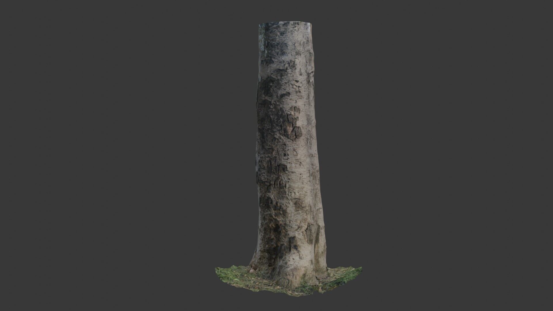 Birch Tree Trunk  3D Scanned Model Low-poly 3D model_1