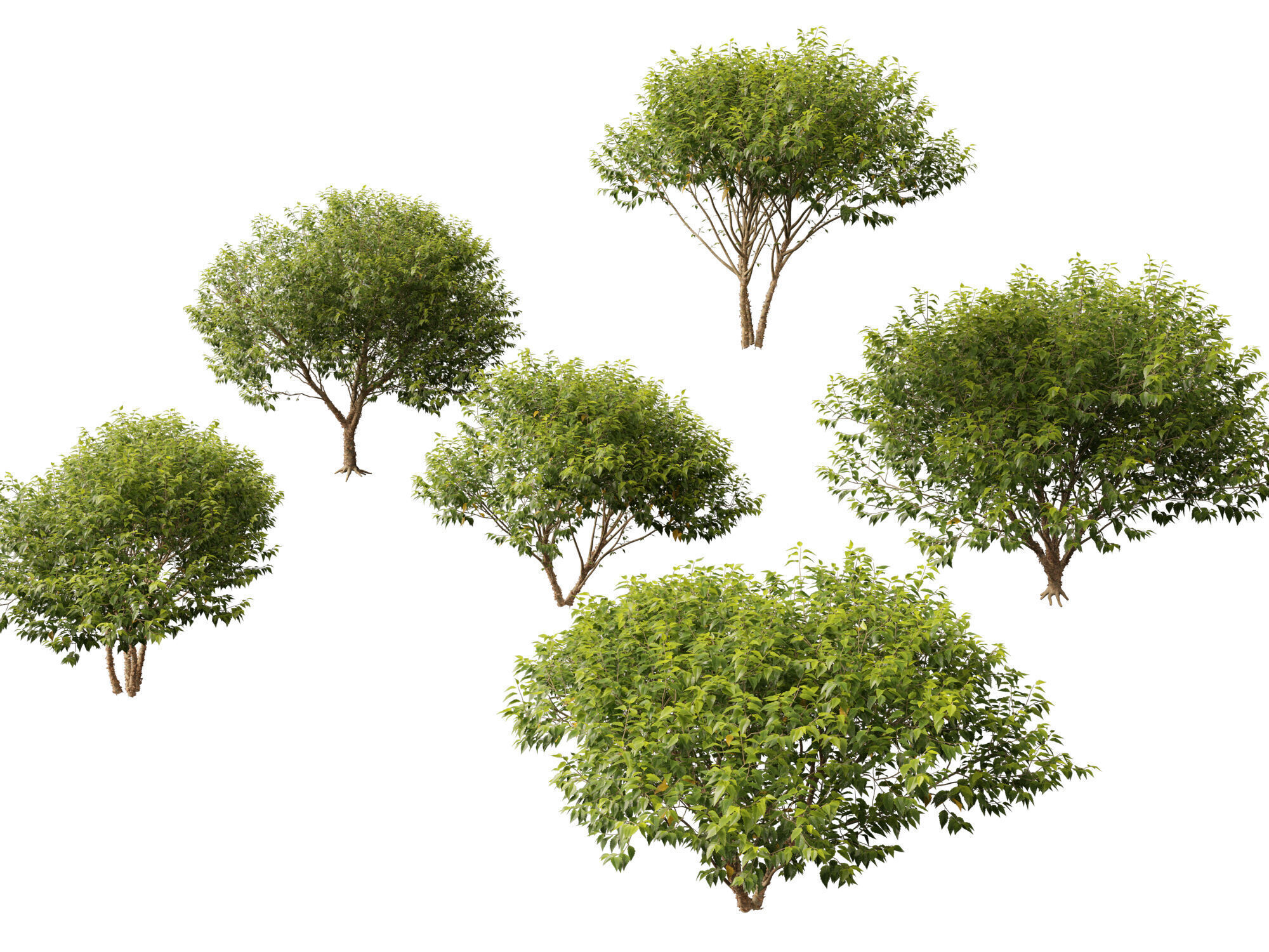 HighpolyLowPoly - Betula nigra Little King Fox Valley  Low-poly 3D model_0