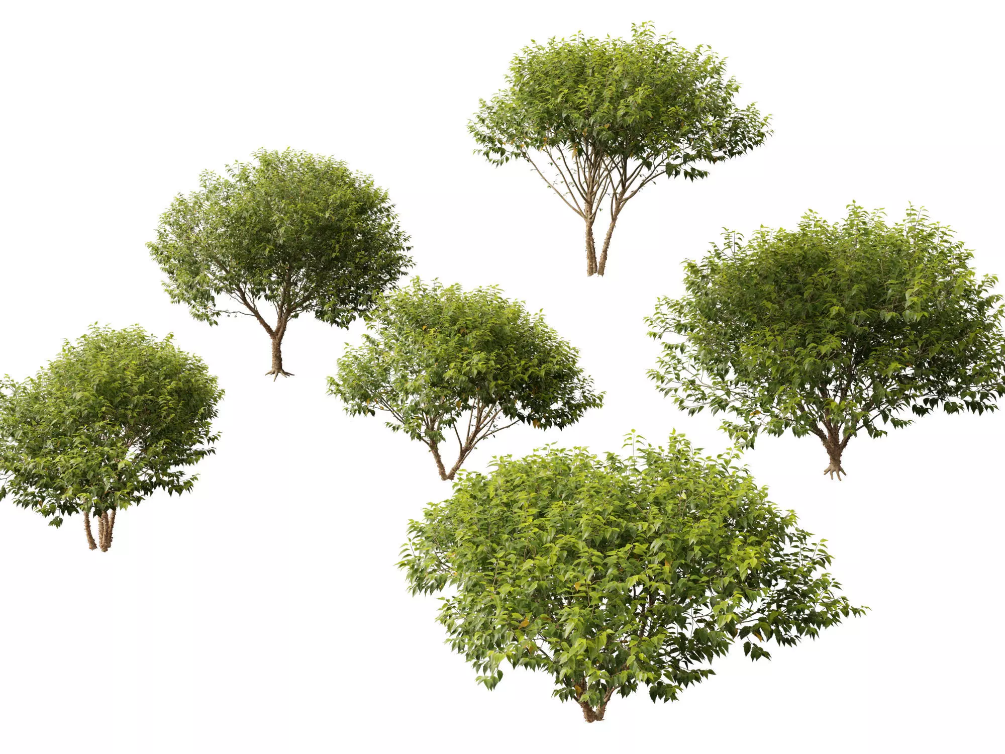 HighpolyLowPoly - Betula nigra Little King Fox Valley Low-poly 3D model