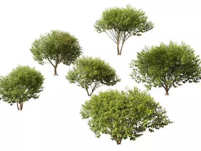 HighpolyLowPoly - Betula nigra Little King Fox Valley  Low-poly 3D model