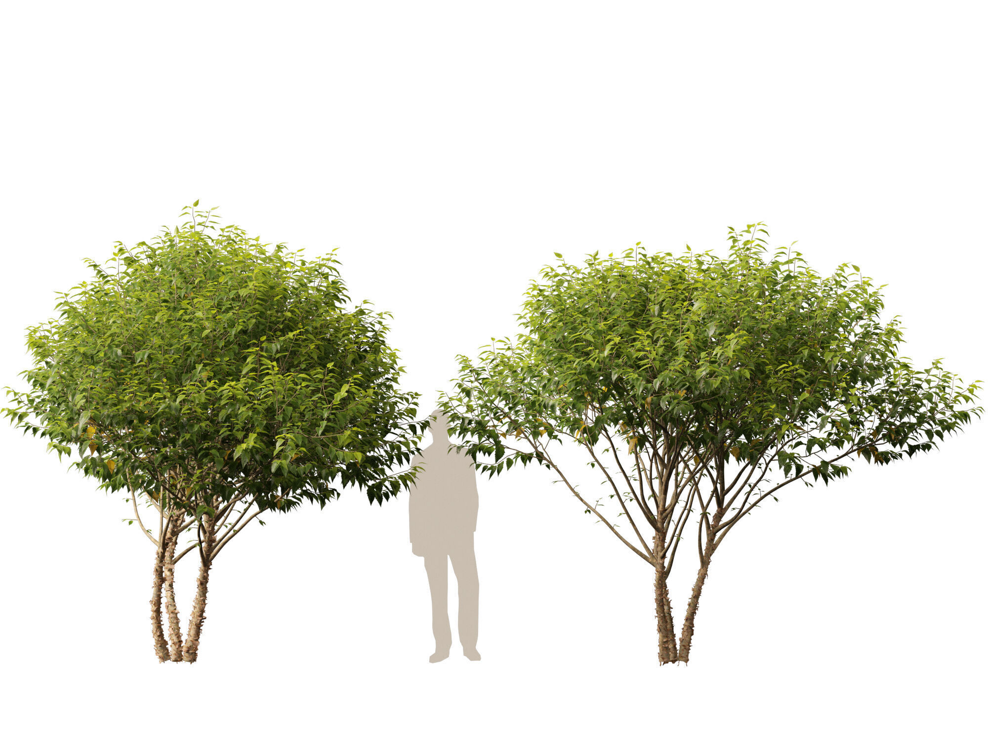 HighpolyLowPoly - Betula nigra Little King Fox Valley  Low-poly 3D model_6