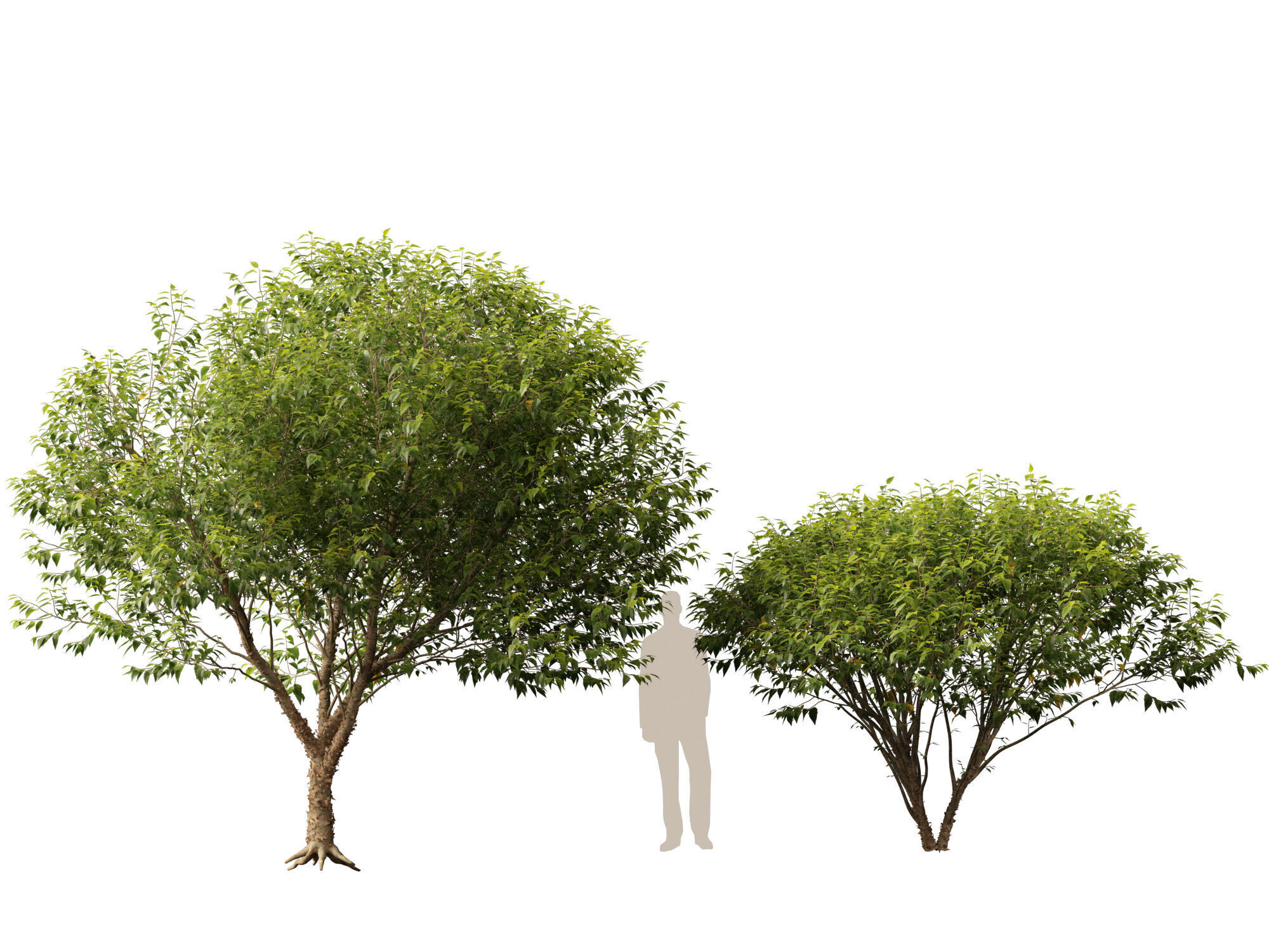 HighpolyLowPoly - Betula nigra Little King Fox Valley  Low-poly 3D model_10