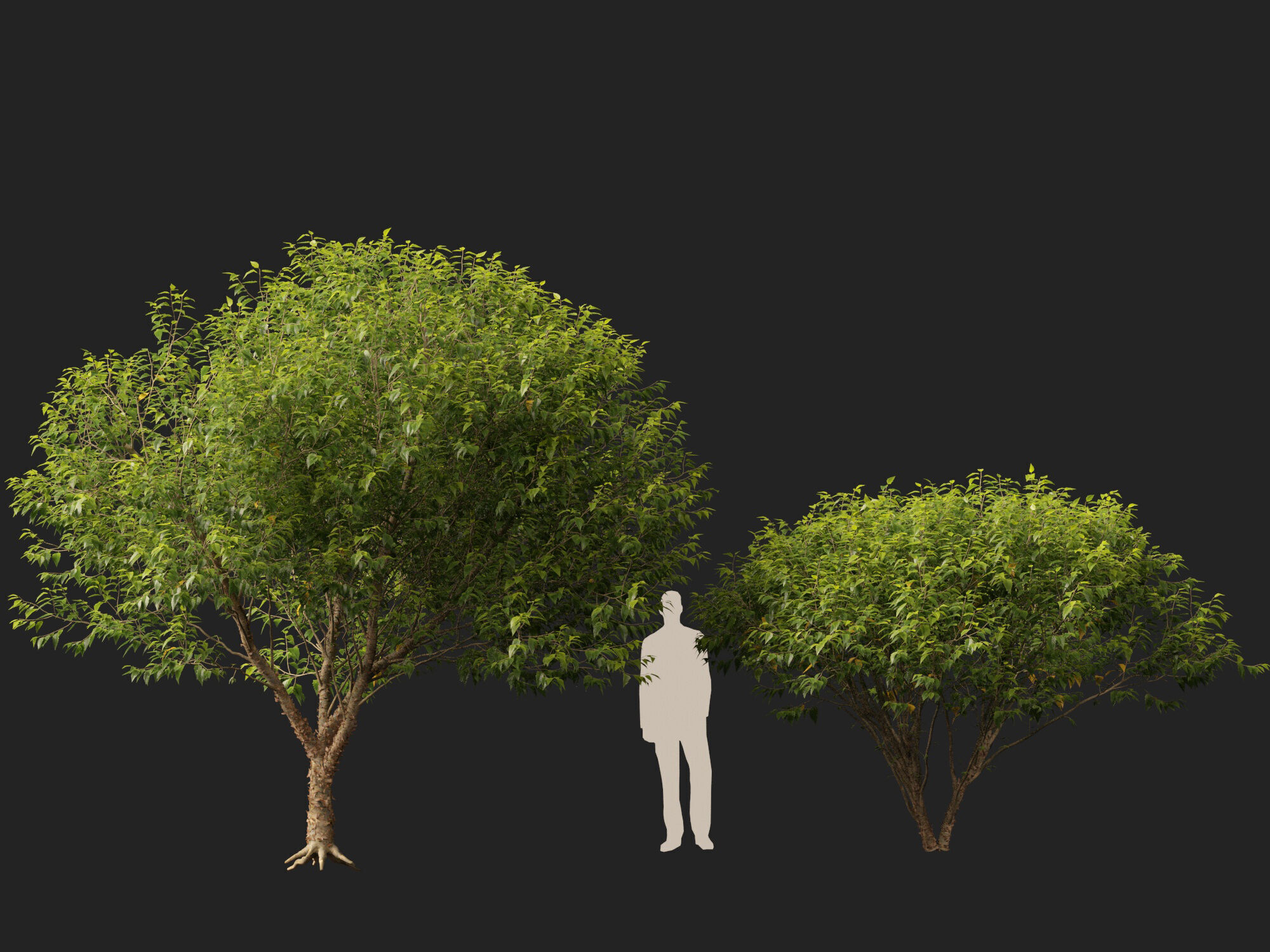 HighpolyLowPoly - Betula nigra Little King Fox Valley  Low-poly 3D model_11