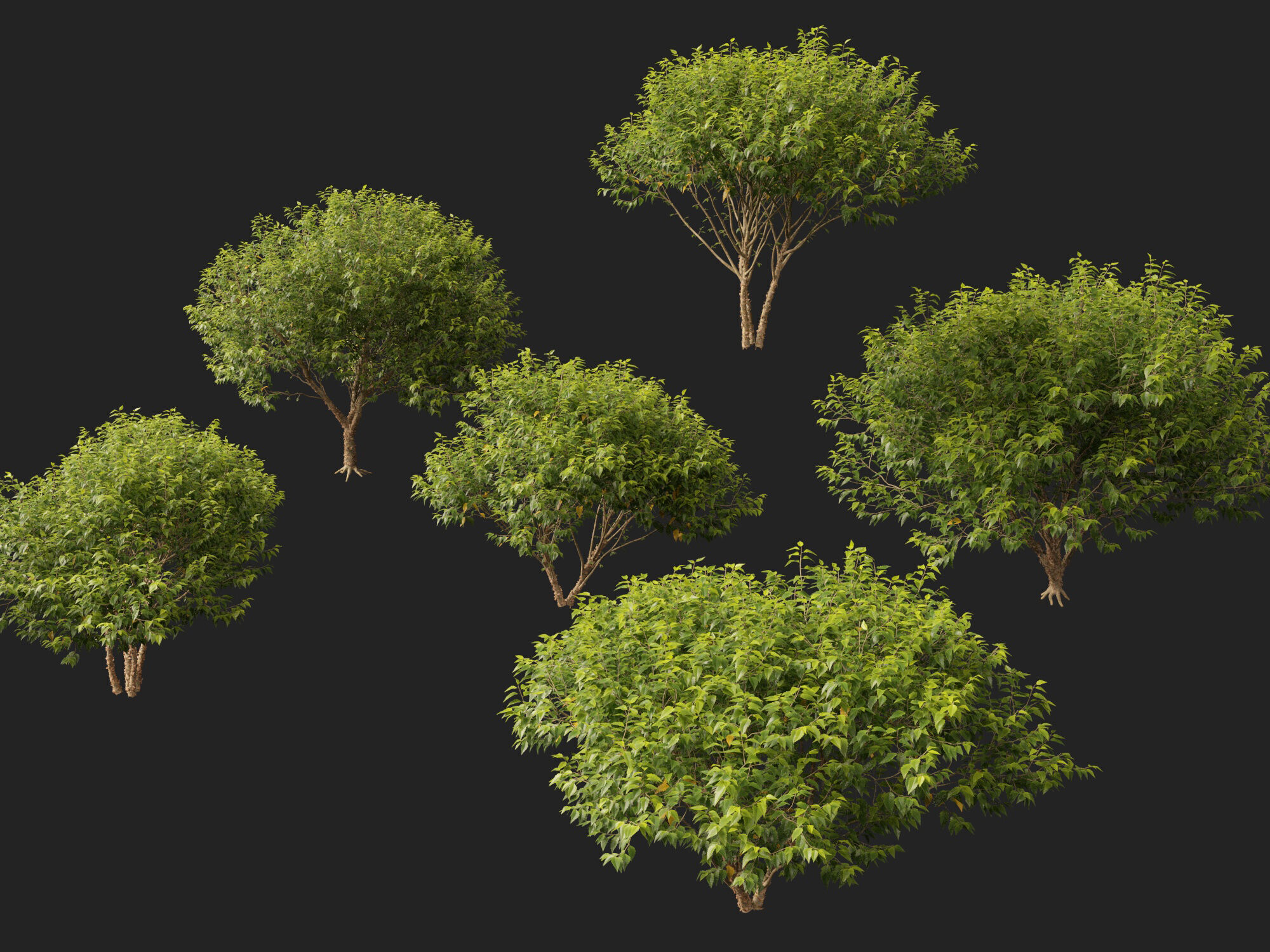 HighpolyLowPoly - Betula nigra Little King Fox Valley  Low-poly 3D model_2