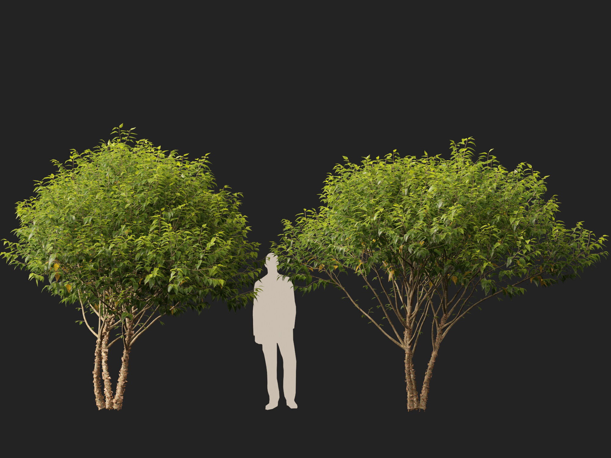 HighpolyLowPoly - Betula nigra Little King Fox Valley  Low-poly 3D model_7