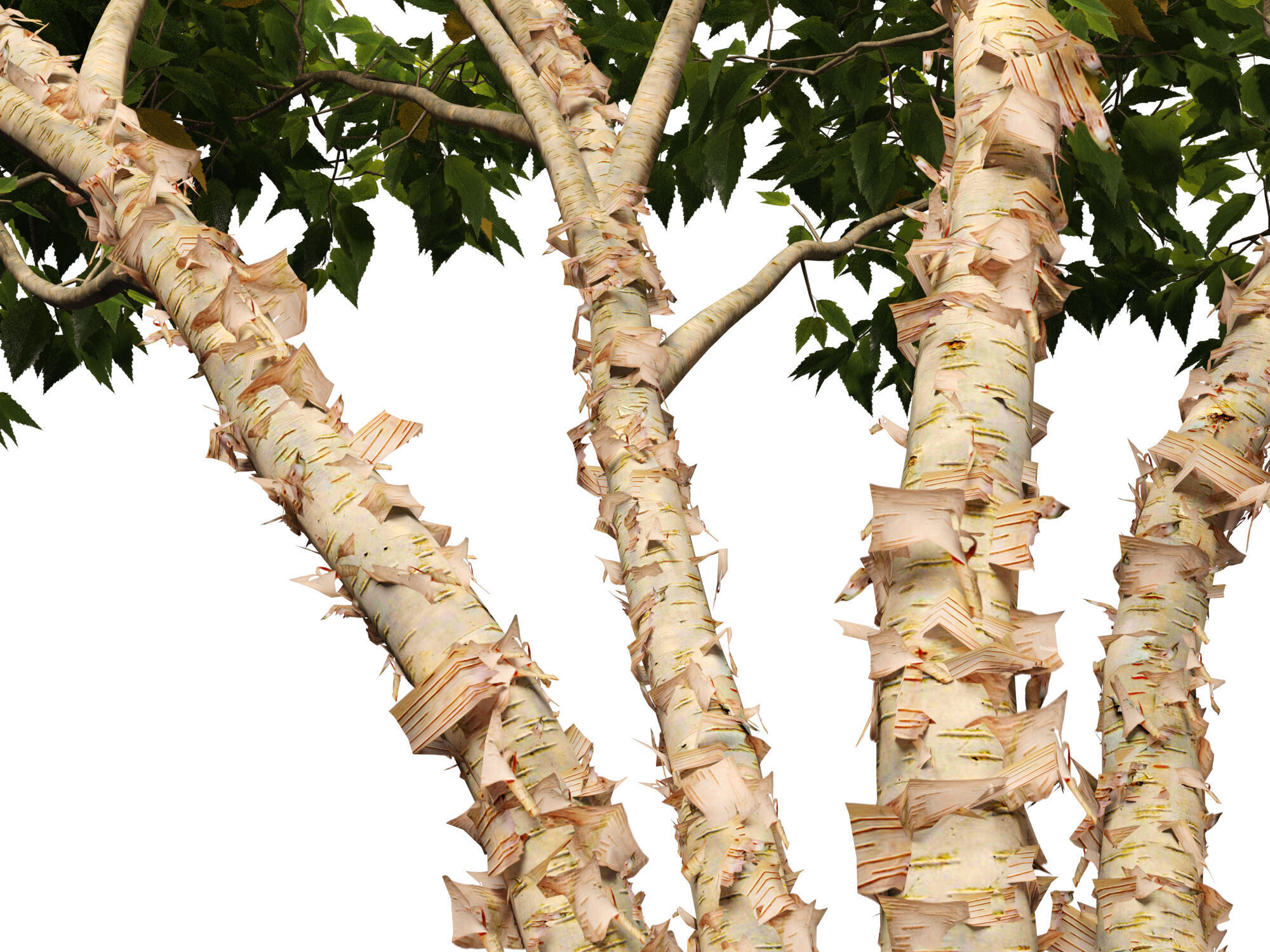 HighpolyLowPoly - Betula nigra Little King Fox Valley  Low-poly 3D model_3