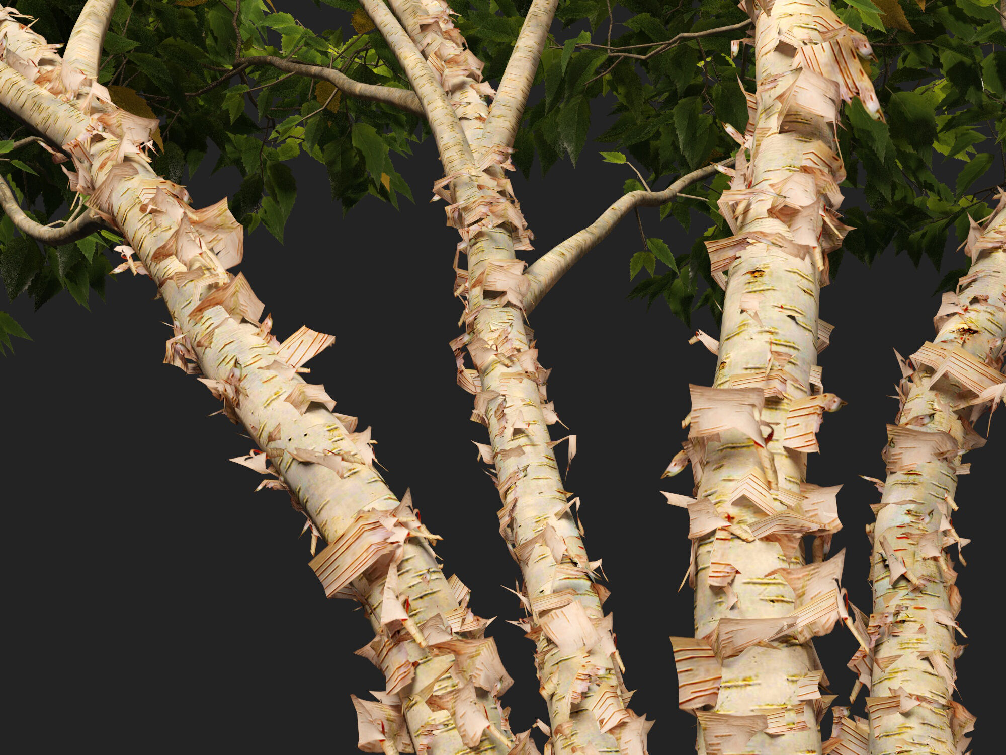 HighpolyLowPoly - Betula nigra Little King Fox Valley  Low-poly 3D model_4