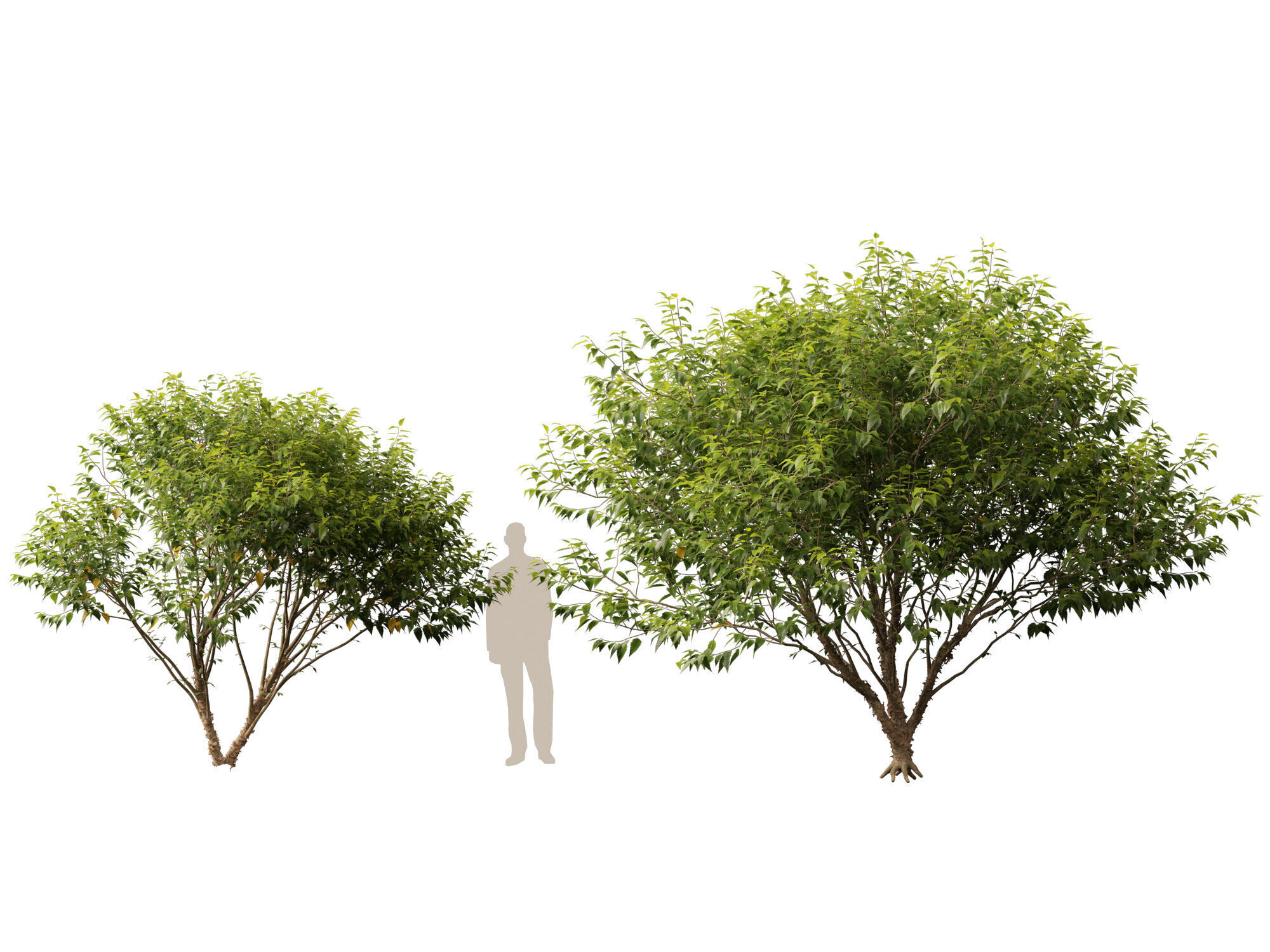 HighpolyLowPoly - Betula nigra Little King Fox Valley  Low-poly 3D model_8