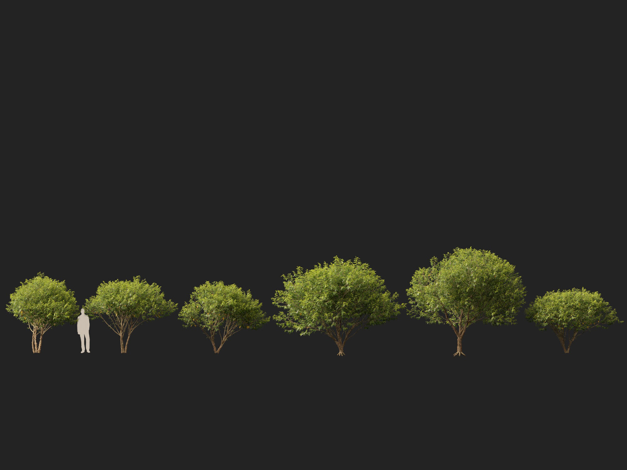 HighpolyLowPoly - Betula nigra Little King Fox Valley  Low-poly 3D model_5