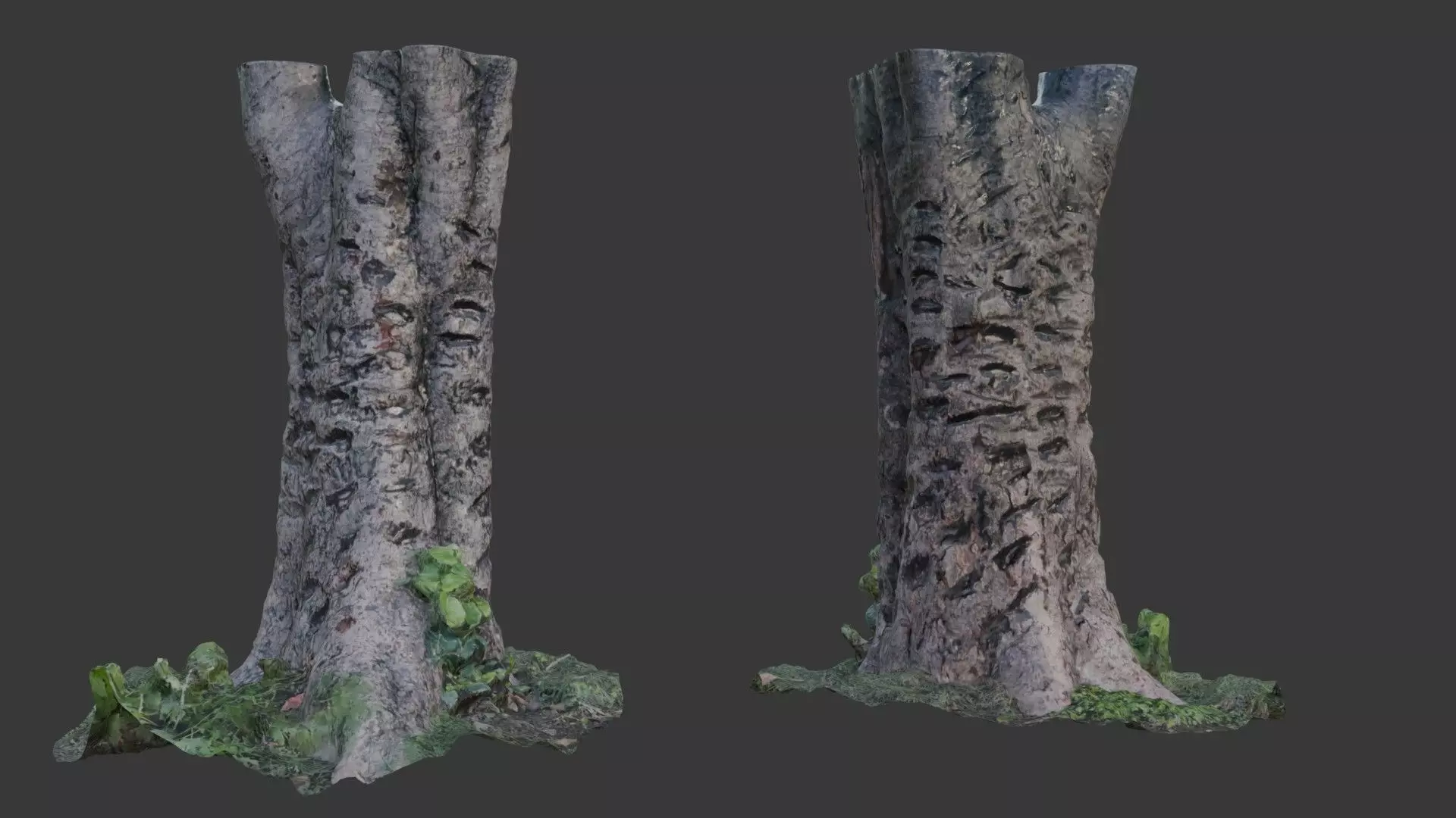 Split Birch Tree Trunk  3D Scanned Model Low-poly 3D model_0