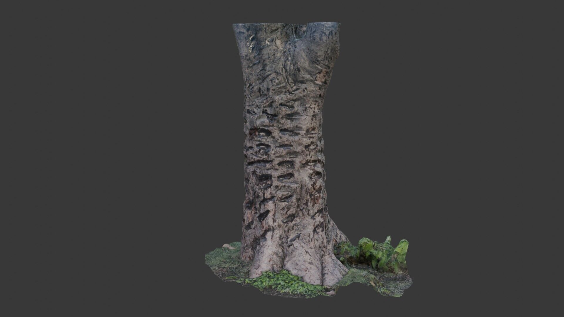Split Birch Tree Trunk  3D Scanned Model Low-poly 3D model_7