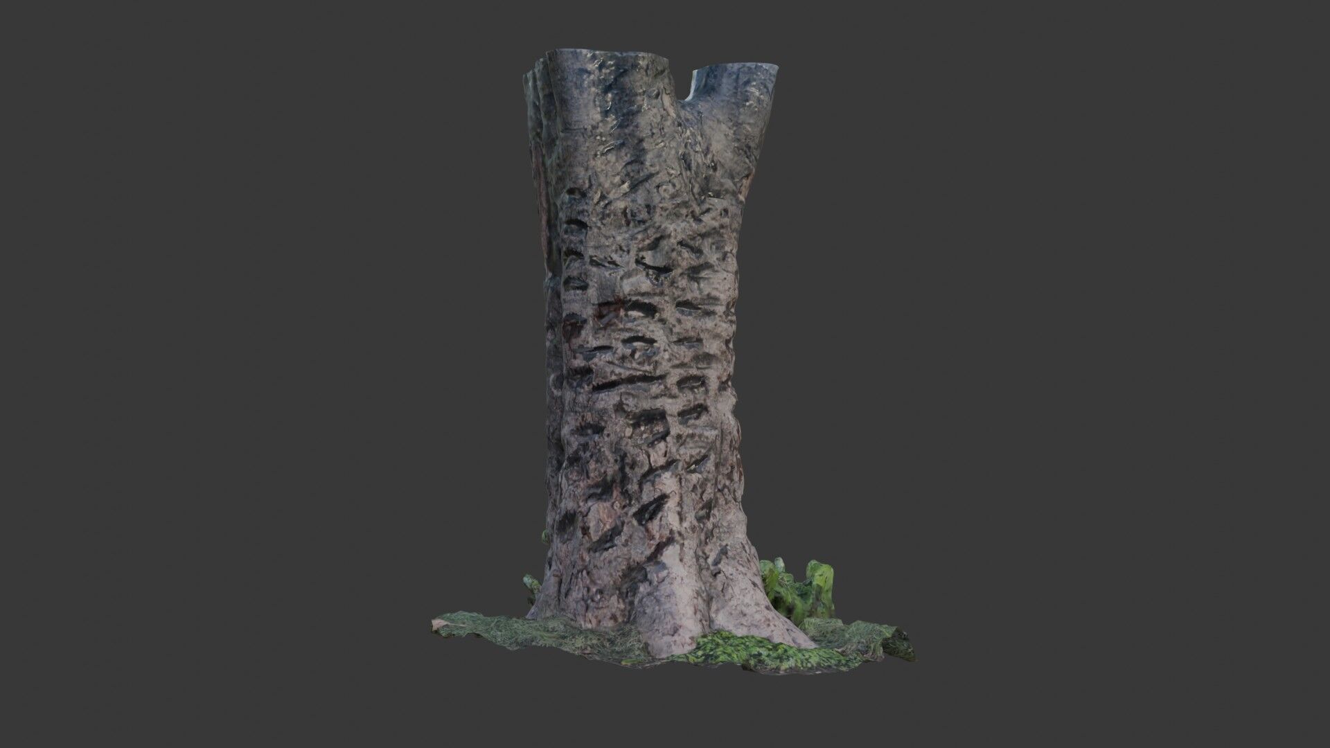 Split Birch Tree Trunk  3D Scanned Model Low-poly 3D model_1
