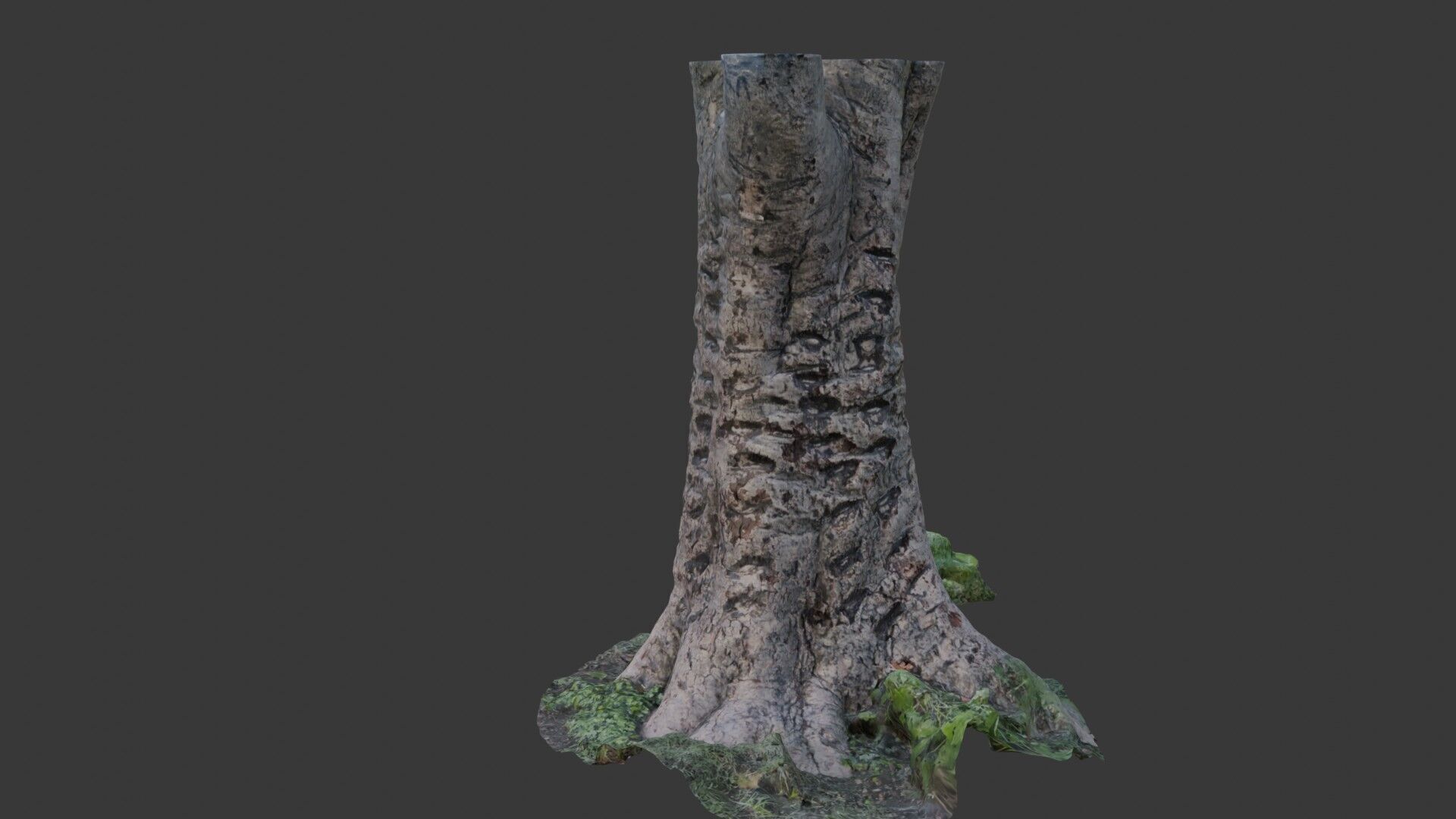 Split Birch Tree Trunk  3D Scanned Model Low-poly 3D model_6