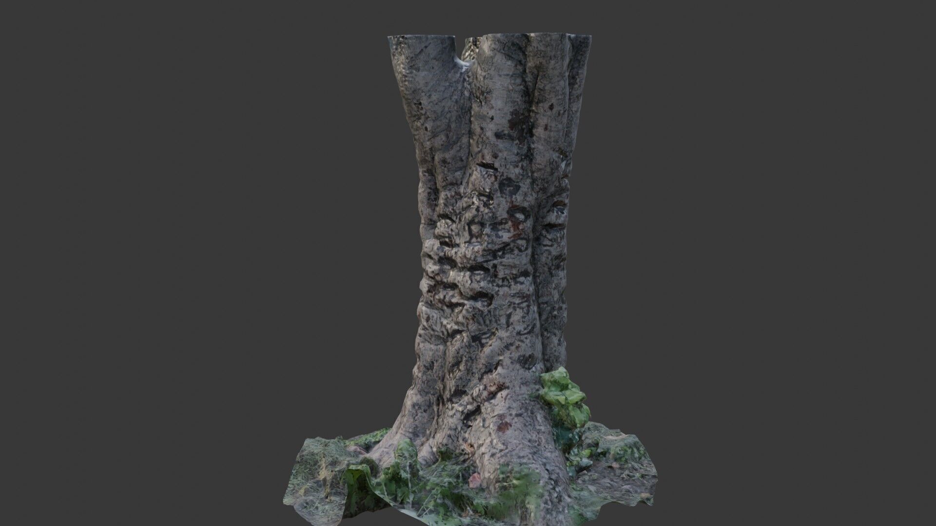 Split Birch Tree Trunk  3D Scanned Model Low-poly 3D model_5