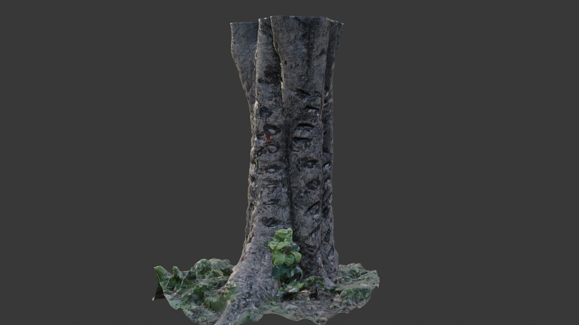 Split Birch Tree Trunk  3D Scanned Model Low-poly 3D model_3