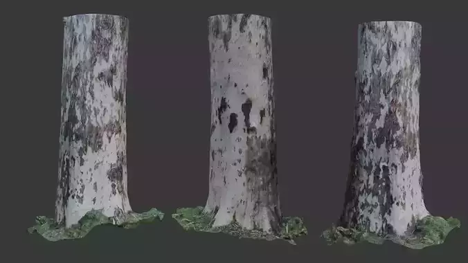 Photorealistic Sycamore Tree Trunk 3D Scanned Model