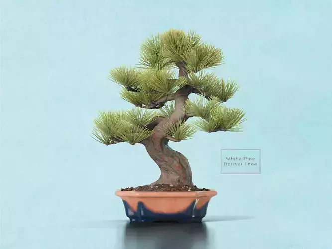 Pine Bonsai in Pot