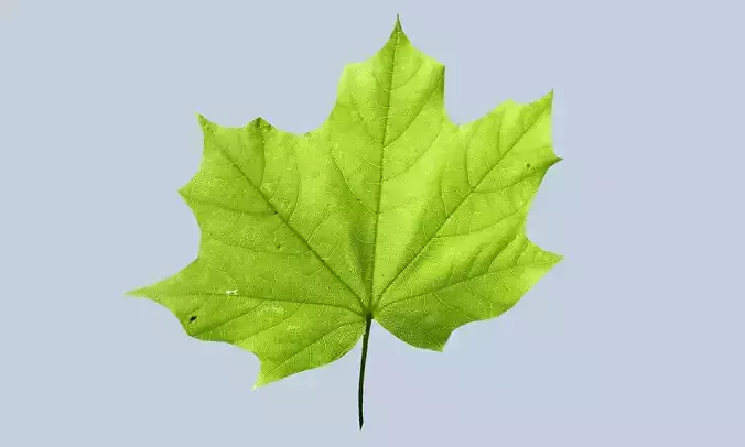 maple leaf