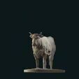 Farm cow standing stl 3D print model_3