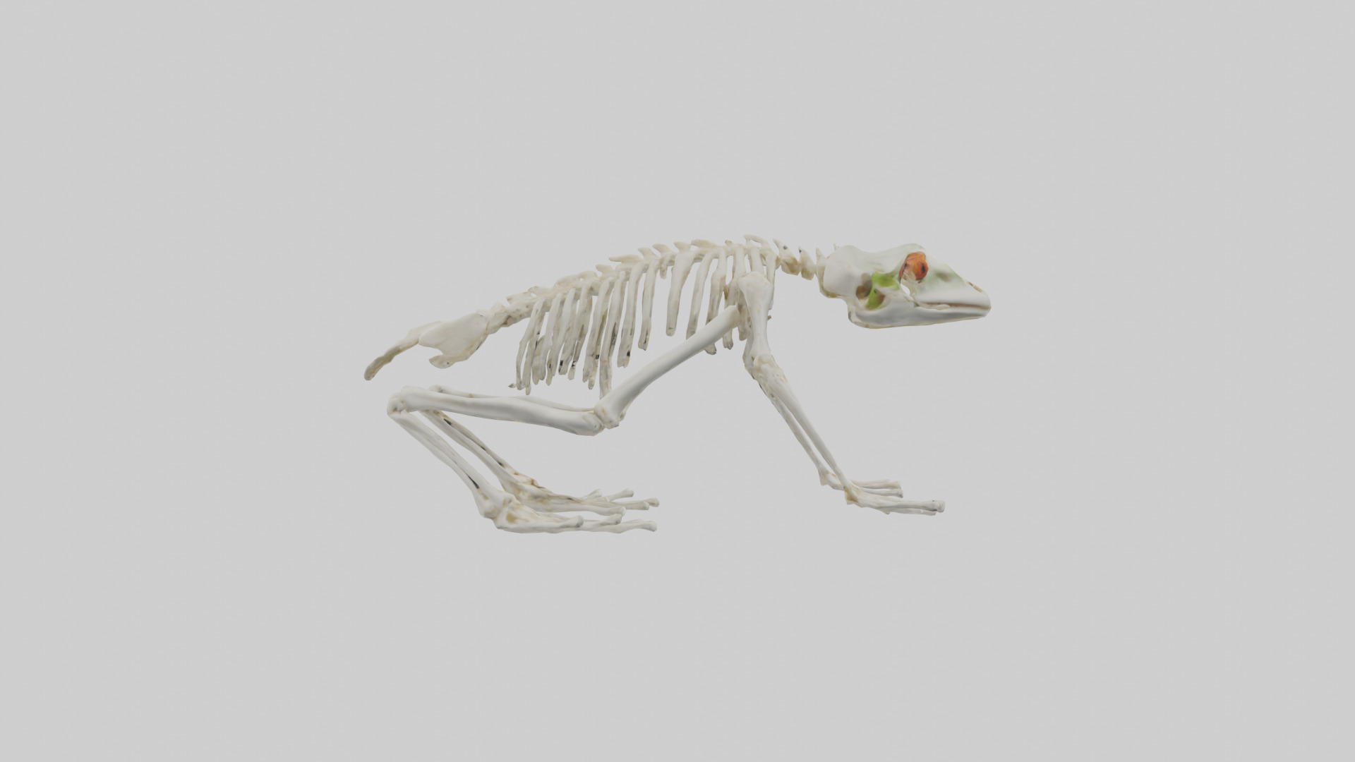 Frog Legs Skeleton model 3D model_13