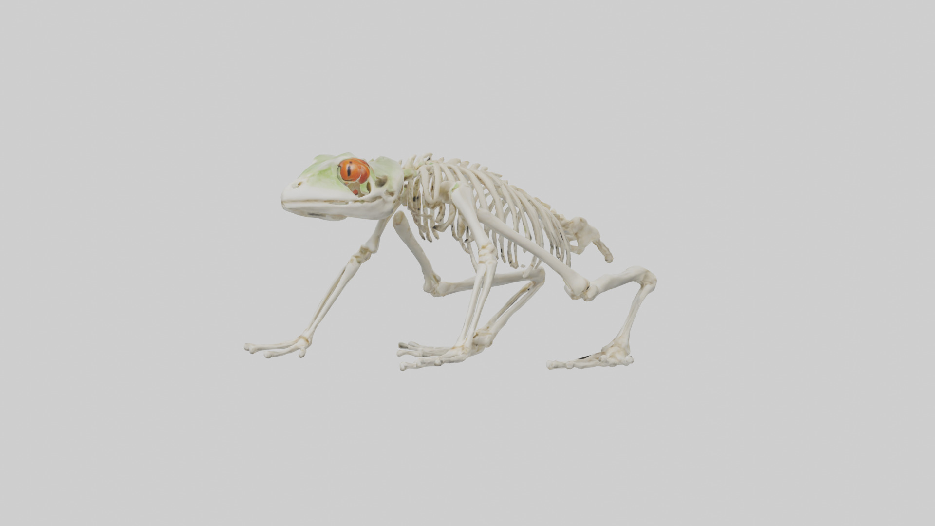 Frog Legs Skeleton model 3D model_8