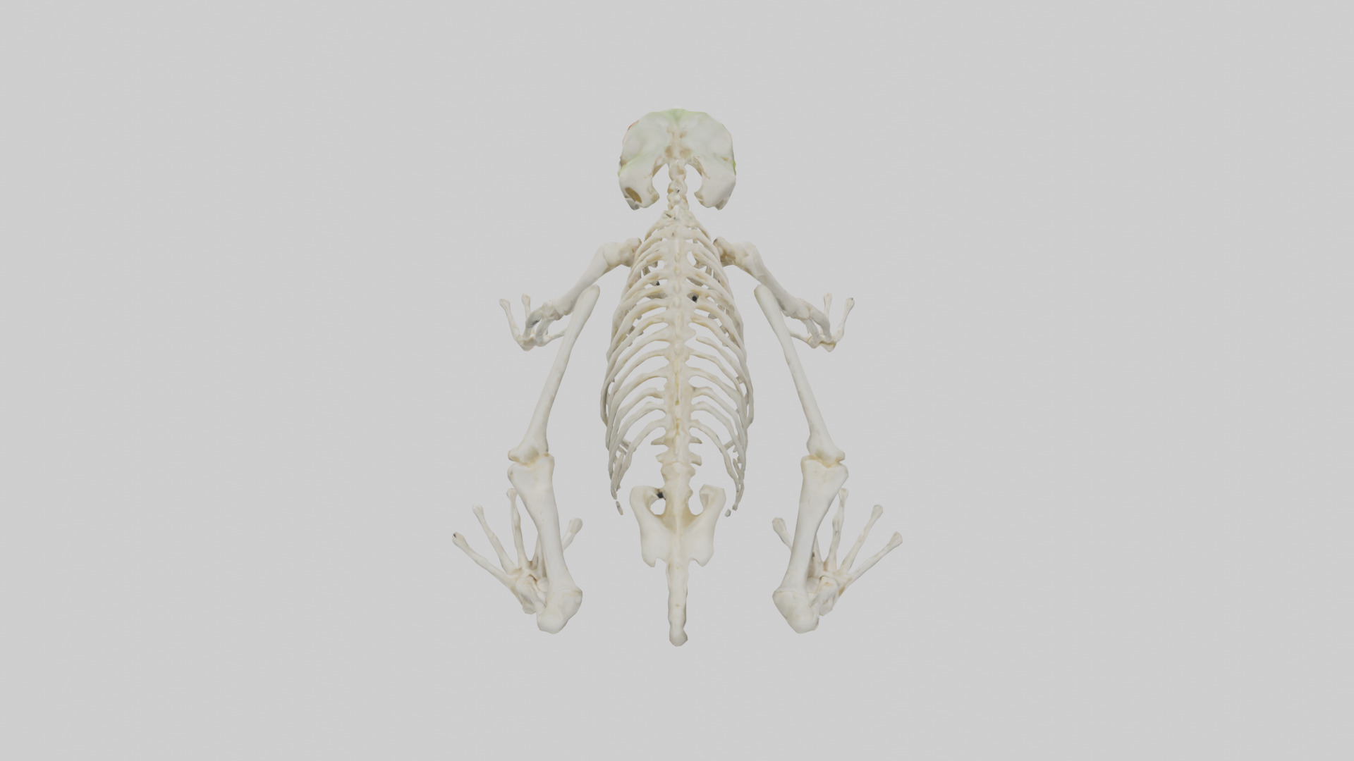 Frog Legs Skeleton model 3D model_15