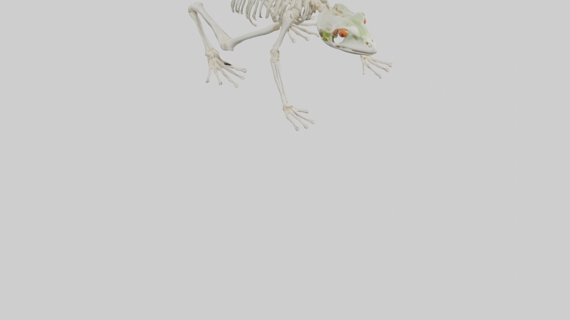Frog Legs Skeleton model 3D model_6