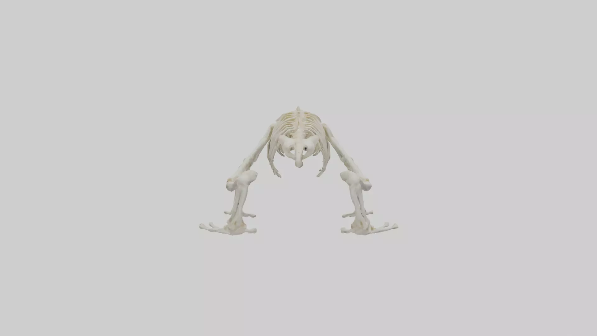 Frog Legs Skeleton model 3D model_0