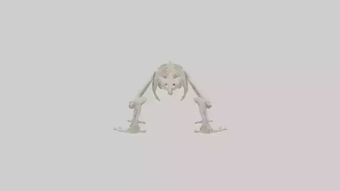 Frog Legs Skeleton model