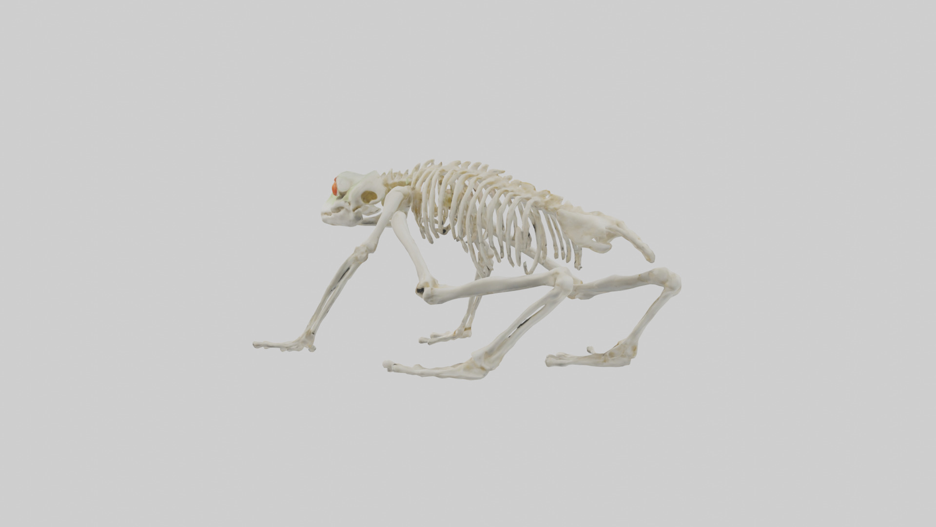 Frog Legs Skeleton model 3D model_1