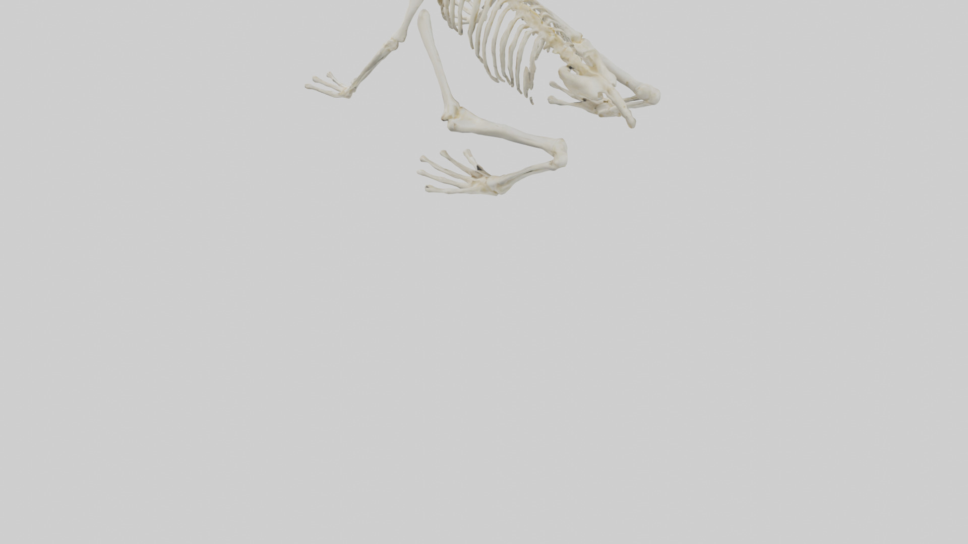 Frog Legs Skeleton model 3D model_3