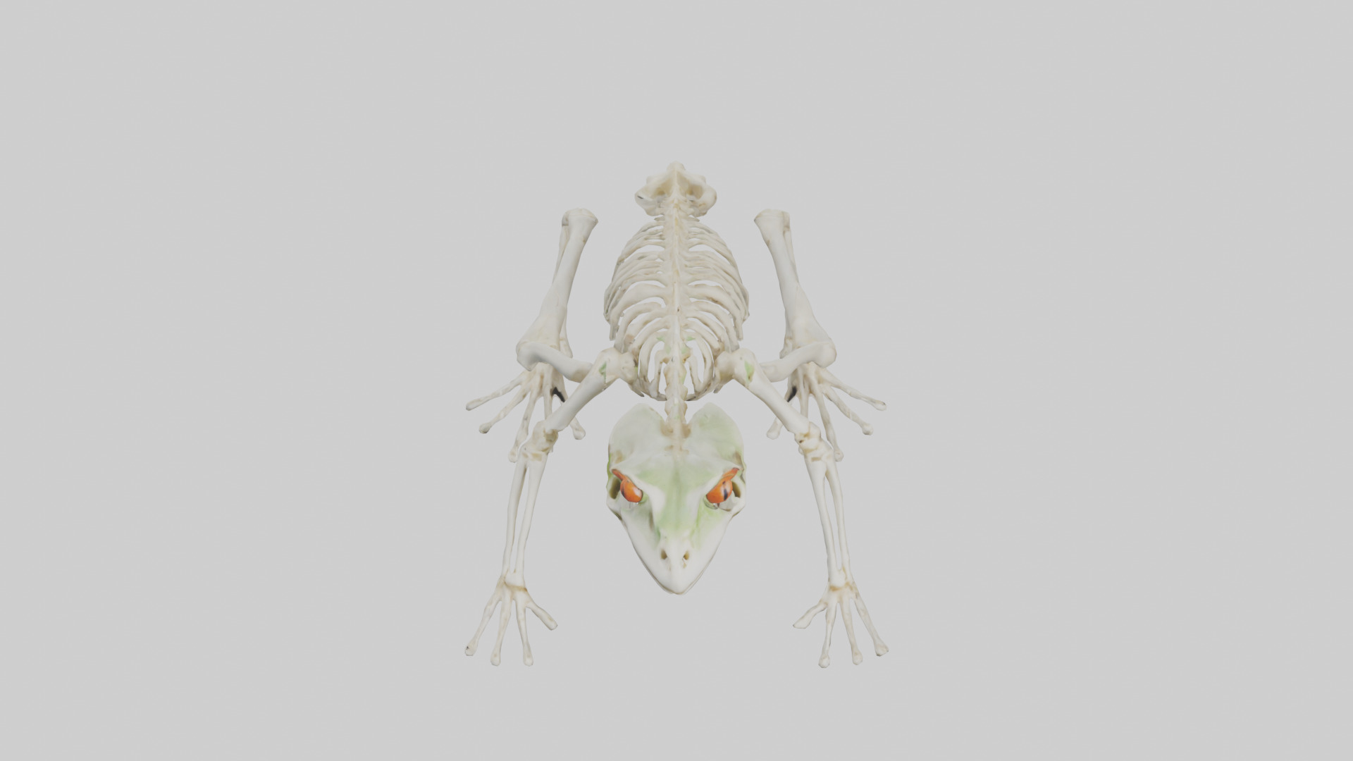 Frog Legs Skeleton model 3D model_16