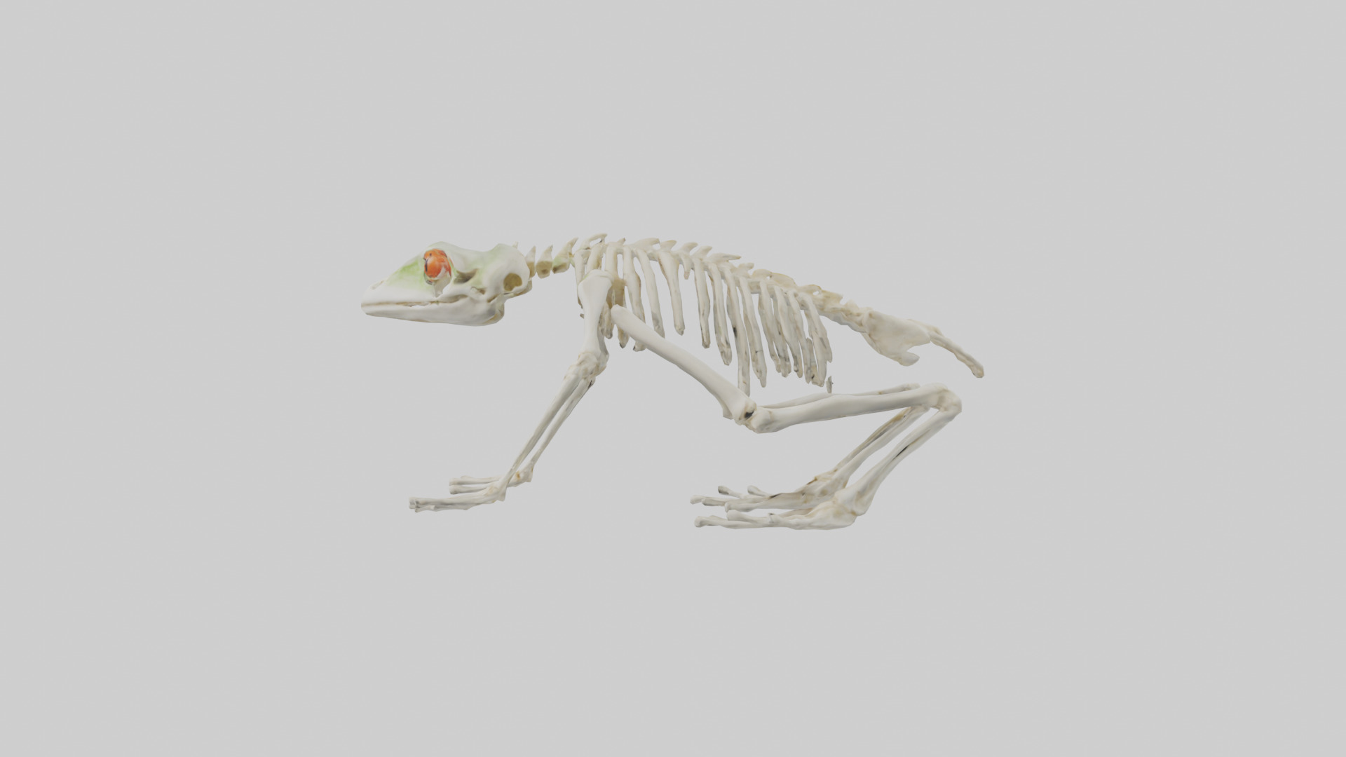 Frog Legs Skeleton model 3D model_12
