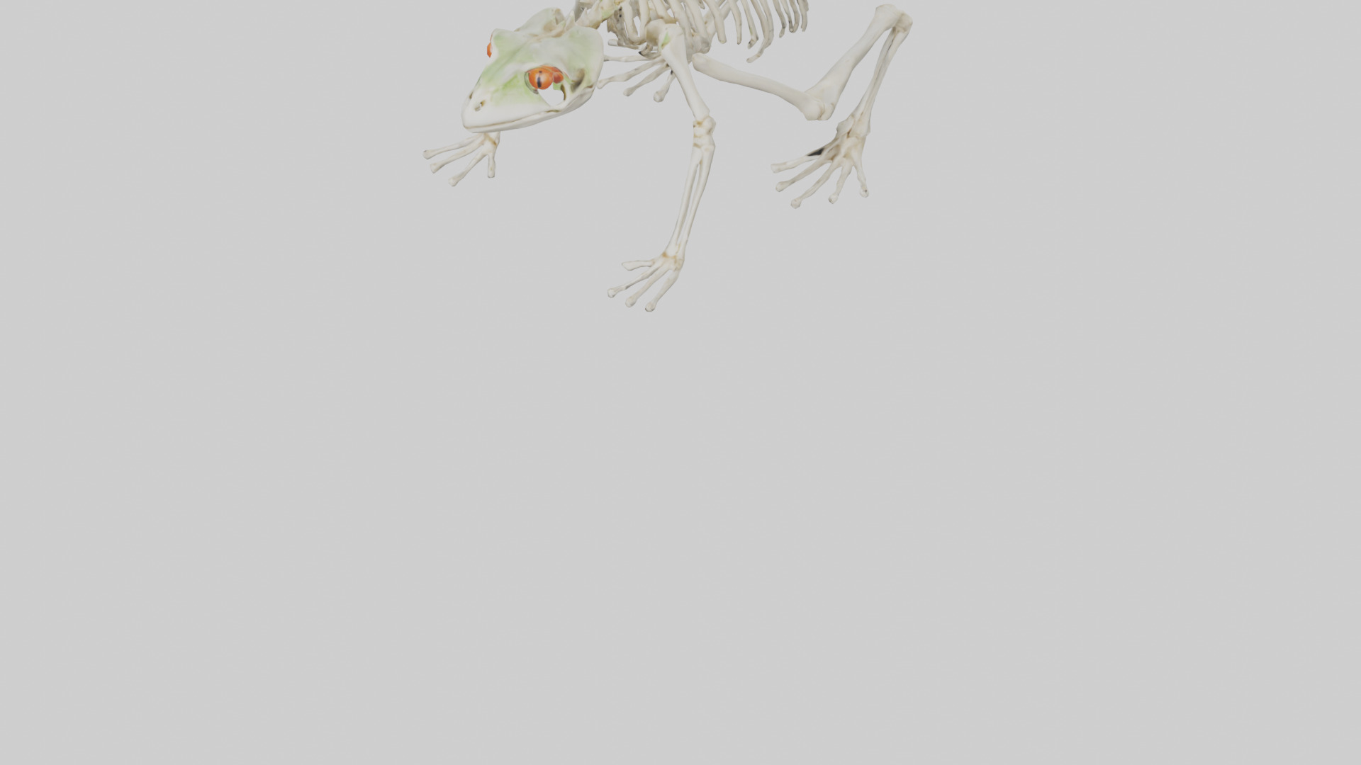 Frog Legs Skeleton model 3D model_5